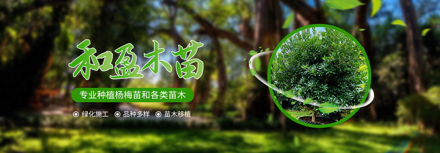 靖州和盈苗木有限公司-靖州縣斷根及移栽楊梅樹苗、桂花樹、柚子樹（黃金貢柚、紅心柚、沙田柚）、黃桃樹、大五星枇杷樹、美國紅楓、紅葉石楠、